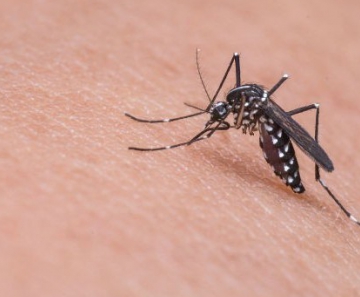 Vírus da zika é transmitido pelo mosquito Aedes aegypti