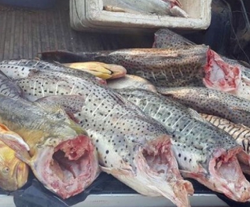 Polícia apreende 200 kg de peixe e um é preso por pesca ilegal em Mato Grosso