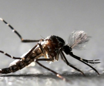 Mosquito Aedes aegypti é transmissor de doenças como dengue, vírus da zika e febre chikungunya