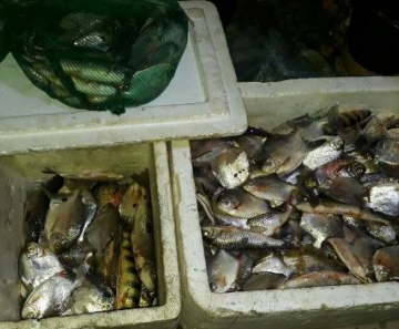  Foram apreendidos aproximadamente 100 kg de pescado, entre as espécies piau e pacu, além de apetrechos como rede e uma canoa, e a espingarda calibre 20