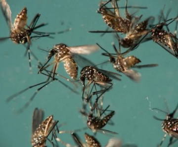 Mosquito Aedes aegypti é responsável pela transmissão de dengue, zika e chikungunya 