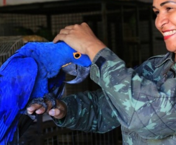 Arara-azul resgatada em Mato Grosso 