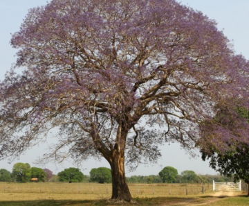 Tarumeiro florido