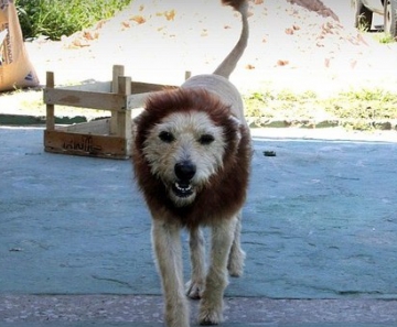 Cão Leão virou atração nas ruas do bairro São Carlos 8 onde vive há 2 meses