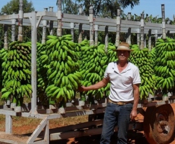 Produtor de bananas começou vendendo de porta em porta e hoje tem 350 mil  bananeiras, Globo Rural