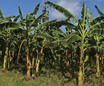 Brasil prepara ações para prevenir entrada de nova raça da  murcha-de-fusarium da bananeira - Portal Embrapa